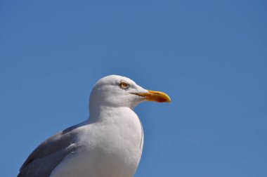güneşli bir günde martı ayakta