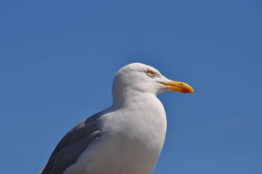 güneşli bir günde martı ayakta