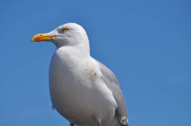 güneşli bir günde martı ayakta