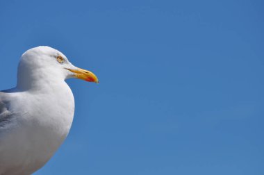 güneşli bir günde martı ayakta