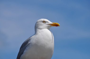 güneşli bir günde martı ayakta