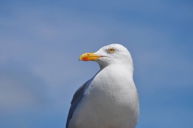güneşli bir günde martı ayakta