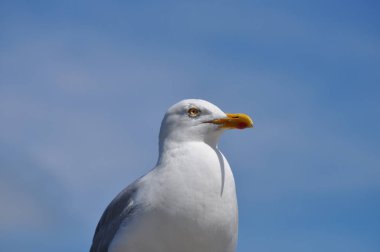 güneşli bir günde martı ayakta
