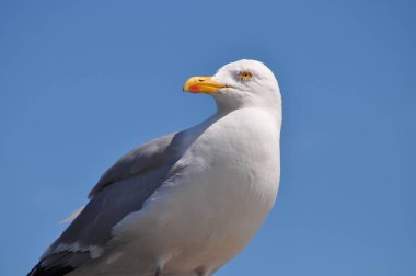 güneşli bir günde martı ayakta