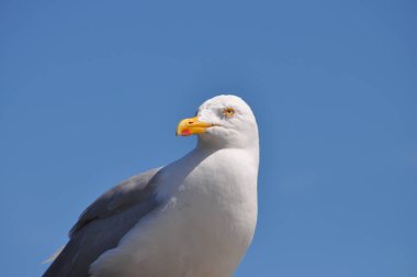 güneşli bir günde martı ayakta