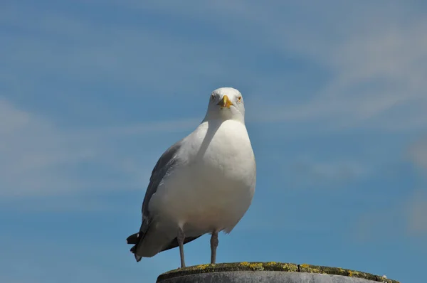 Gaivota de pé em um dia ensolarado — Fotografia de Stock