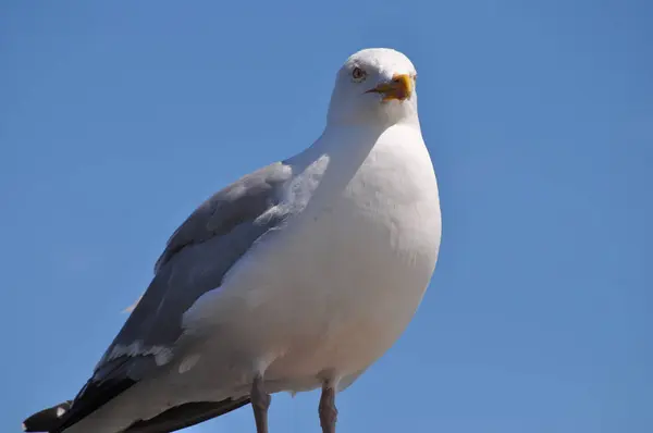 De pie Gaviota en un día soleado —  Fotos de Stock