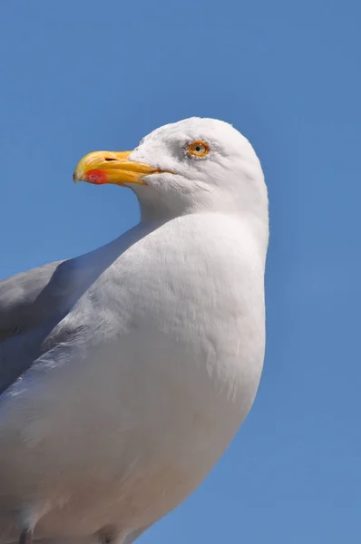 Standing Seagull on a sunny day — Stock Photo, Image