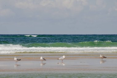 güneşli bir günde bir kum plajı üzerinde duran martılar