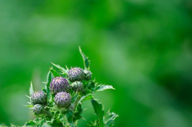 taze yeşil arka plana sahip Deve dikeni