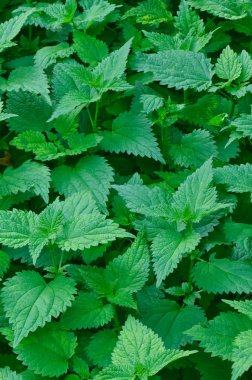 Yeşil ısırgan yaprakları