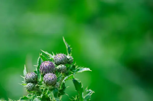 Thistles with fresh green background — Stock Photo, Image