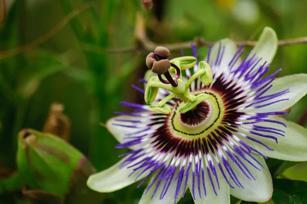 Hermosa flor de pasión — Foto de Stock