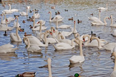 Kuğular sonbahar Prag'da Vltava Nehri üzerinde
