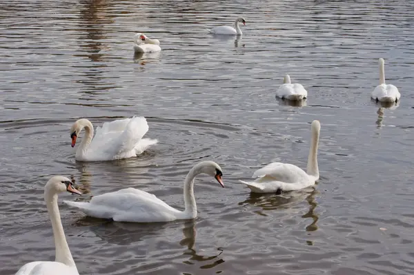 Swans on the autumnal river Vltava in Prague — Stock Photo, Image