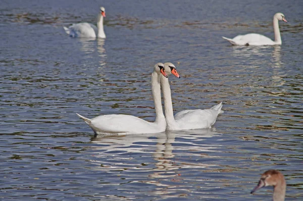 Swans on the autumnal river Vltava in Prague — Stock Photo, Image