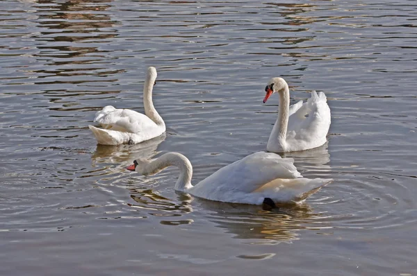 Лебеді на осінній річки Влтава у Празі — стокове фото