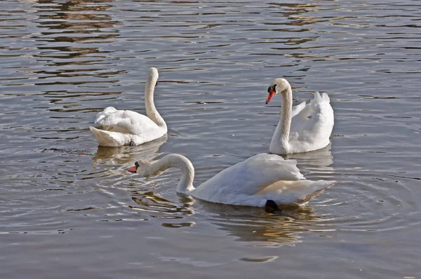 Hattyúk a őszi Vltava Prágában — Stock Fotó