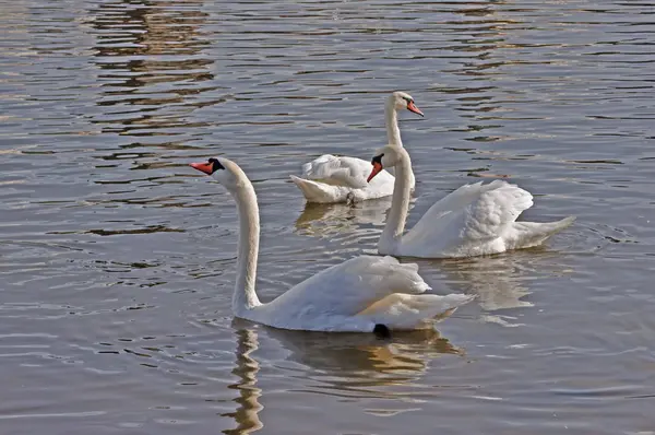 Cygnes sur la rivière automnale Vltava à Prague — Photo