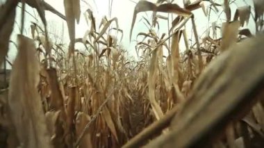 doğa kırsal manzara