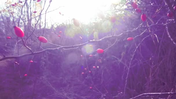 Landschaft Natur und Vegetation Vintage-Stil — Stockvideo