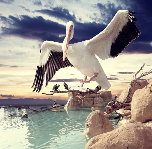 Surreale Landschaft und Vögel — Stockfoto