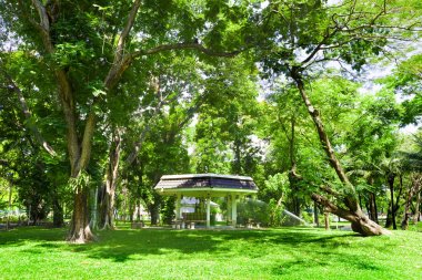 Lumphini park. Bangkok.Thailand 