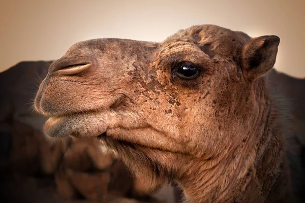 骆驼头穿越沙漠 — 图库照片