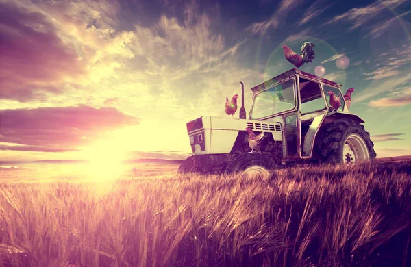 Gård landskap och solnedgång vetefält — Stockfoto