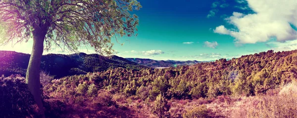 Пейзажная сосна и панорама заката — стоковое фото