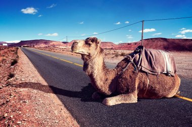 Yol çelme takmak ve maceraları. Fas landscape.dromedary binmek