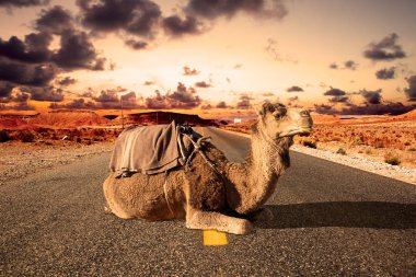 Yol çelme takmak ve maceraları. Fas landscape.dromedary binmek