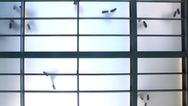 ガラスの通路を歩いている人 建築の都市 通りの抽象的な概念 — ストック動画