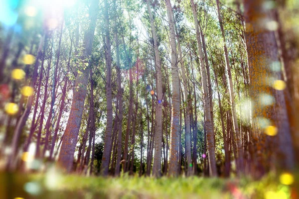 Concepto de paisaje y medio ambiente — Foto de Stock