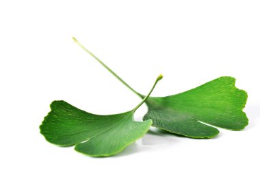 Ginkgo biloba yaprakları