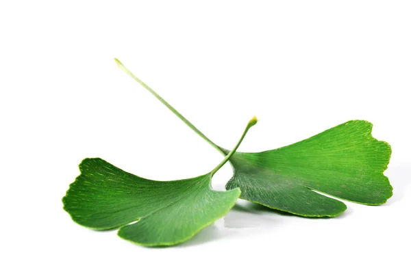 Ginkgo biloba yaprakları