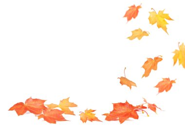 düşen akçaağaç yaprakları