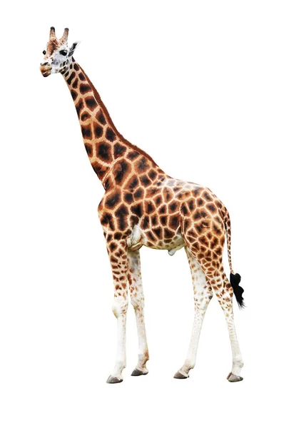 Stojąc na białym tle żyrafa — Zdjęcie stockowe