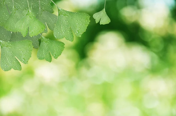 Ginkgo biloba yaprakları
