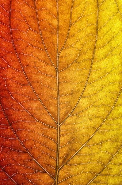 Leaf in autumn colors — Stock Photo, Image