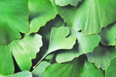 Ginkgo biloba yaprakları