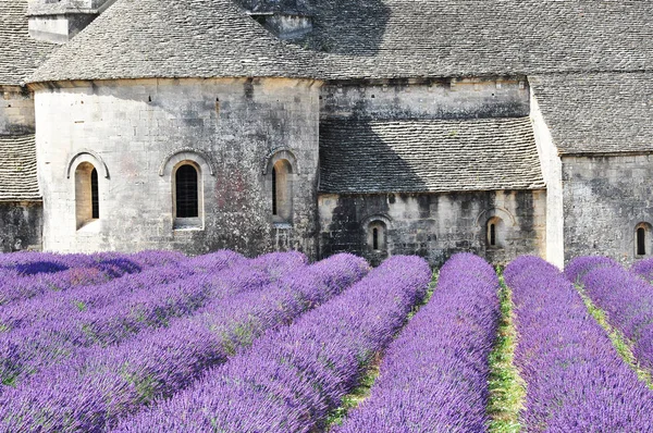 Abbaye de senanque mit Lavendelfeld — Stockfoto