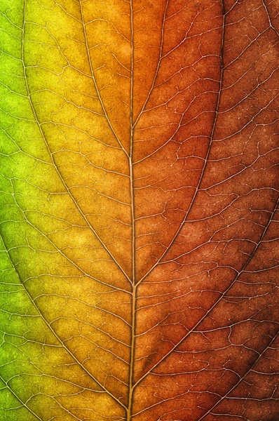 Leaf in autumn colors — Stock Photo, Image