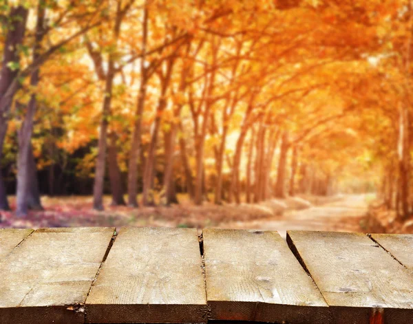 Bosque con árboles de color naranja — Foto de Stock