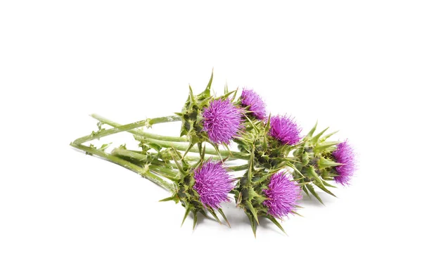 Milk Thistle isolated — Stock Photo, Image