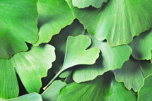Ginkgo biloba yaprakları