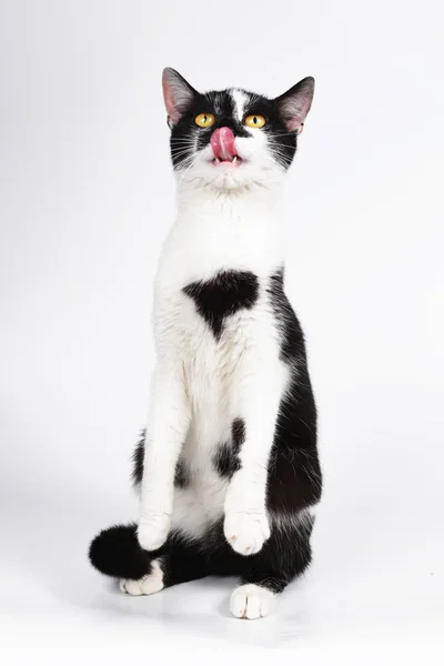 Siyah beyaz kedi