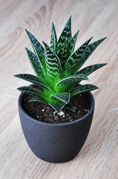 Aloe Vera saksıda bir bitki