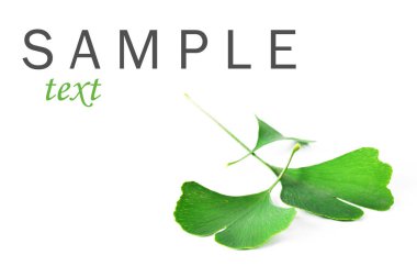 Ginkgo biloba yaprakları