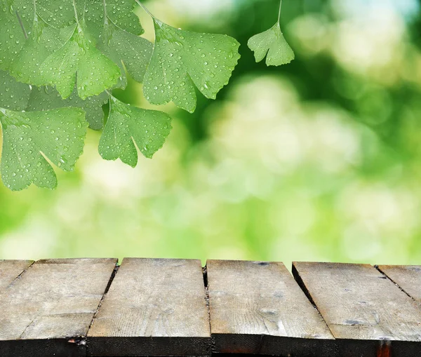 Ginkgo biloba yaprakları